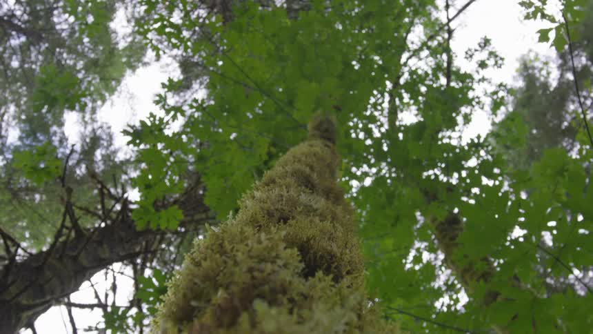 Moss grows on the trunk of a tree in a forest