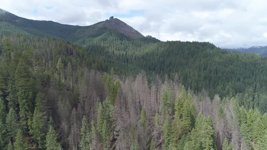 The hills are covered with tall trees