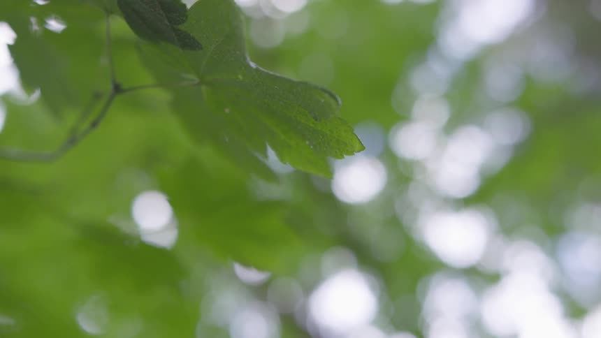 A close up view of a leaf in the forest