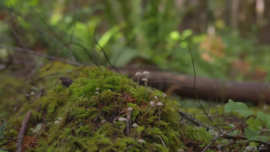 The floor of a forest covered in vegetation