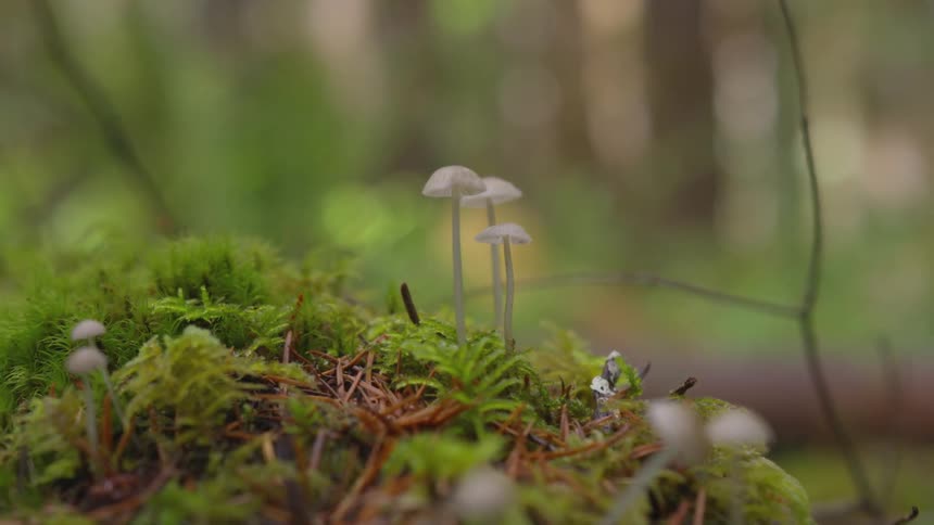 A close up footage of mushroom family on the wild