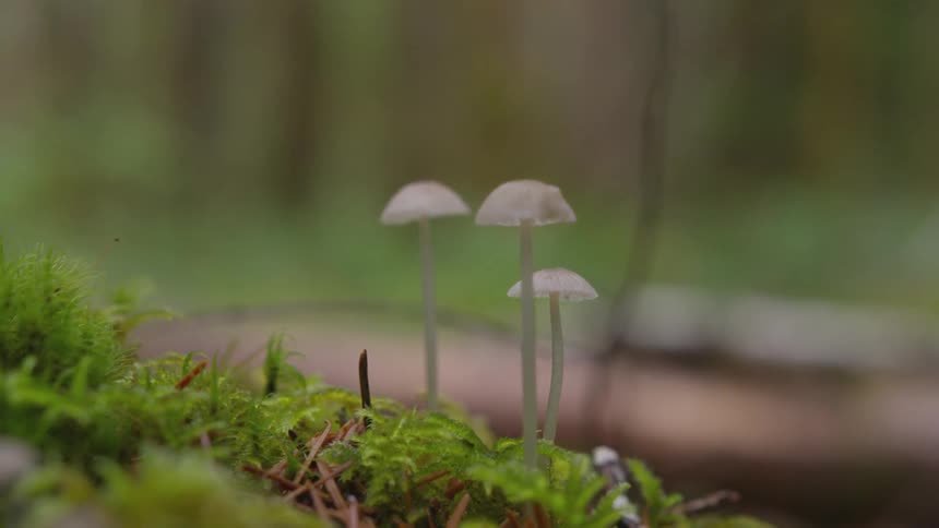 A close up of mushrooms outdoors is displayed