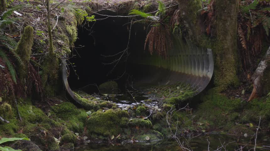 A pipe overgrown by moss and vegetation