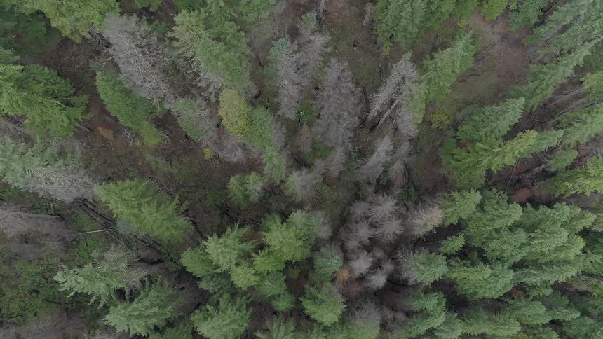 An aerial scenery of a forest