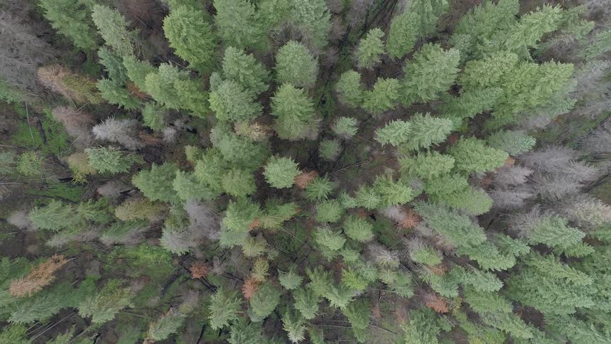 Evergreen trees in a dense forest