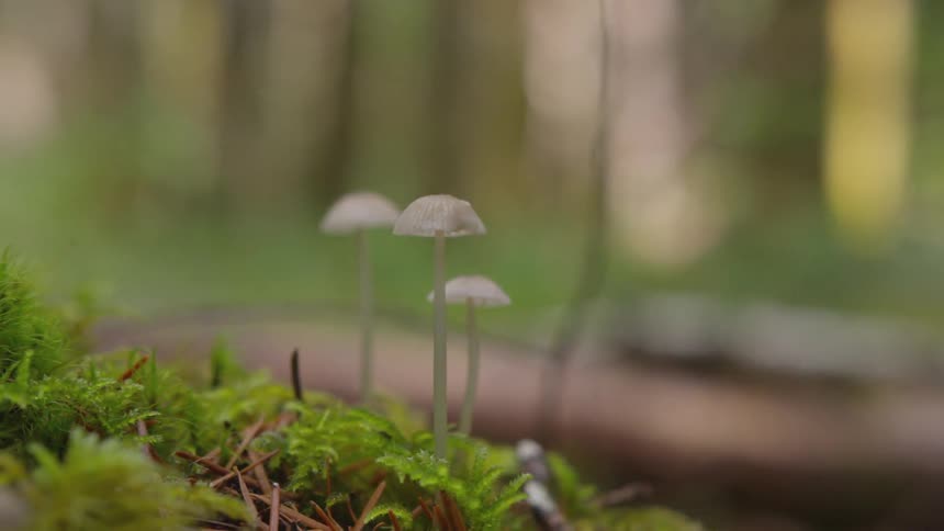 A close view of mushrooms growing in a woodland area