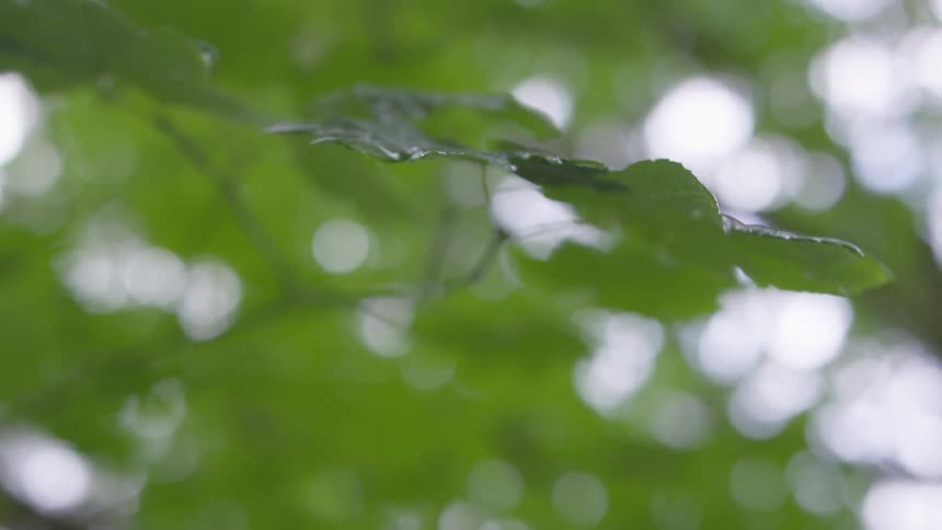 A close up view of water droplet from a leaf