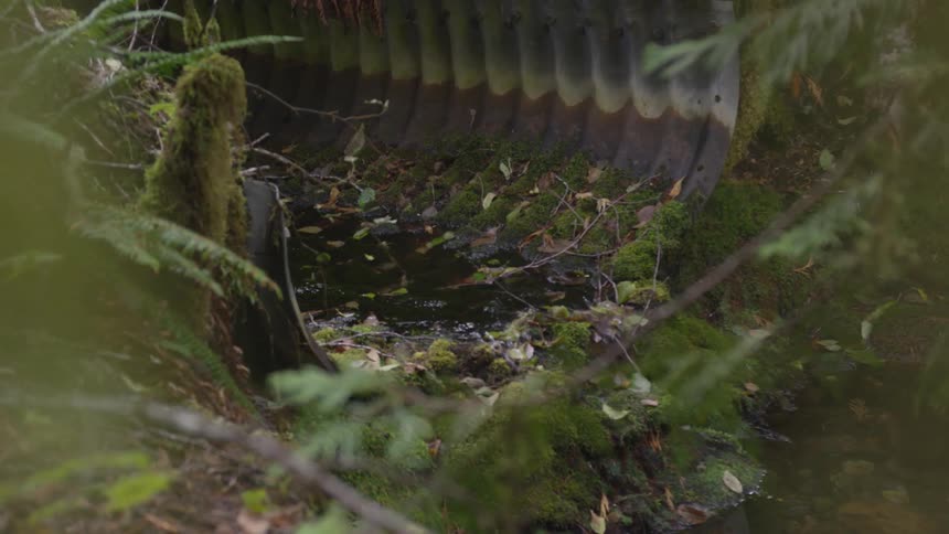 Water flows through a mossy metal pipe in a forest