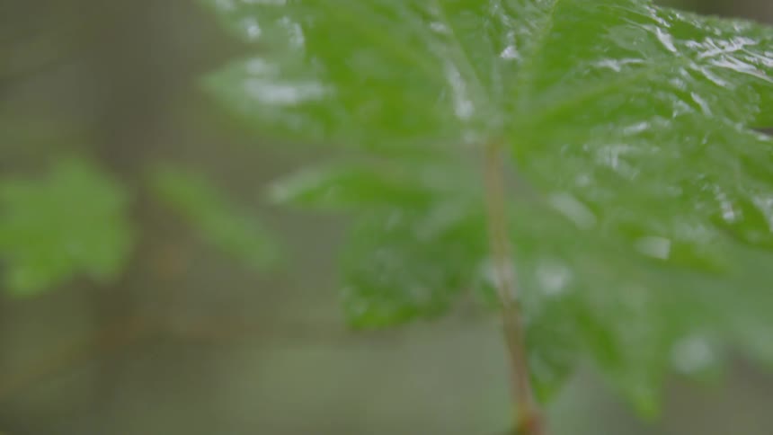 A close view wet leaves on a young tree in the forest