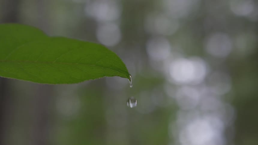 A close up view of a water droplet falling from a leaf