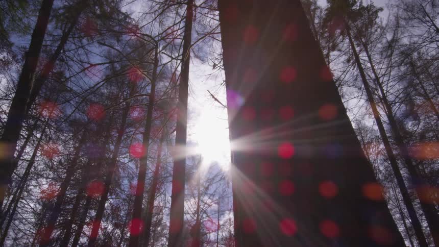 A forest with the sky and the sun in the background