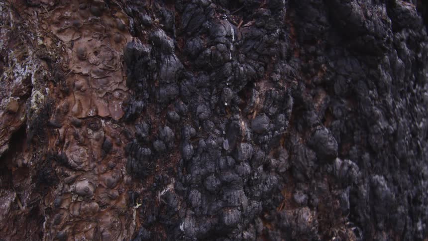 A large tree trunk is marred by burn marks