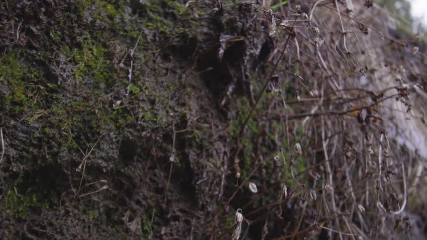 The water drips down the side of the cliff