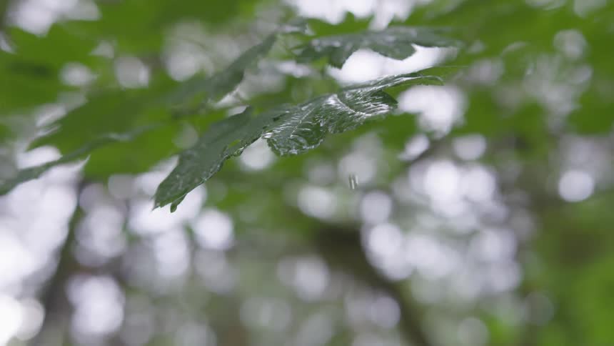 A close up footage of water droplets from the leaves