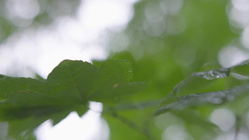 A droplet of water falls off a leaf