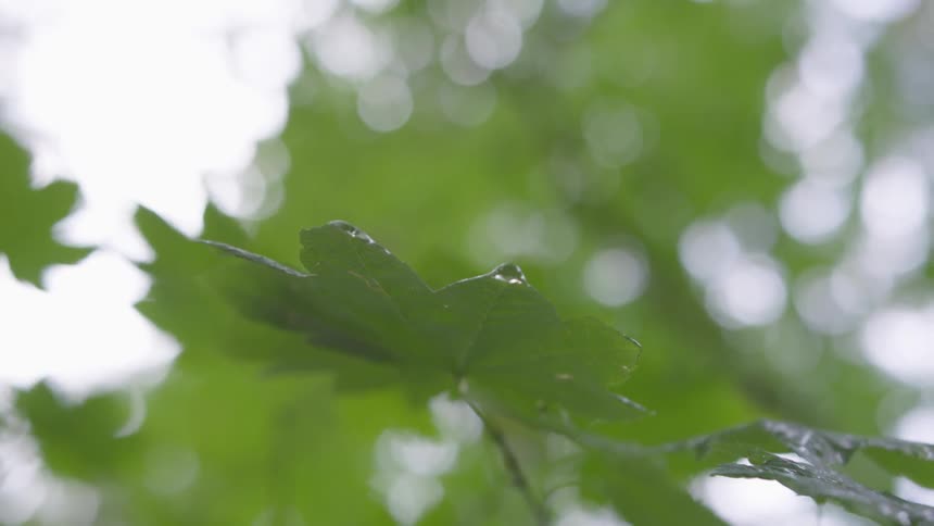 A drop of dew falls from a leaf