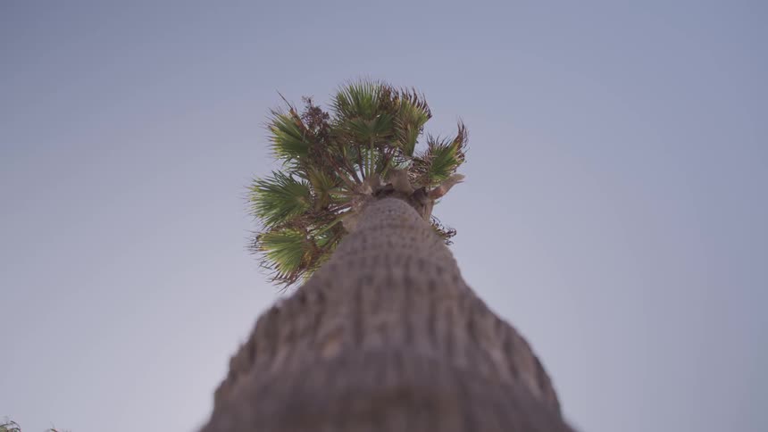 Worms view of a tall tree on a clear day