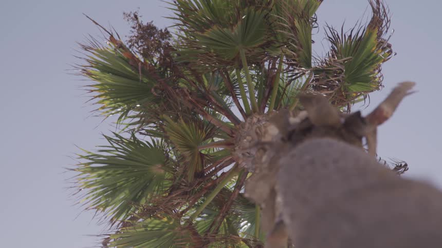 A palm tree with green fronds rises into the sky