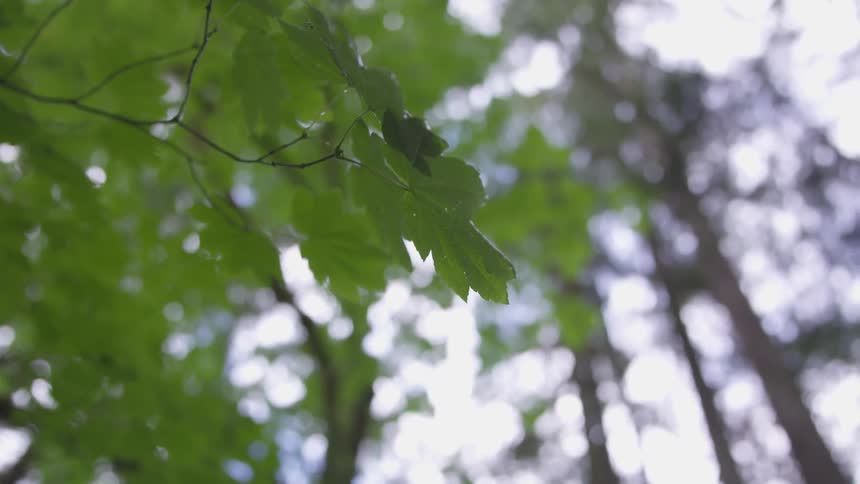 Close up of drop of water falling from leaf on forest