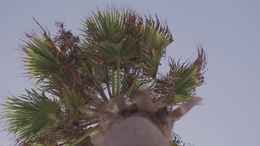 A palm tree rises into the sky