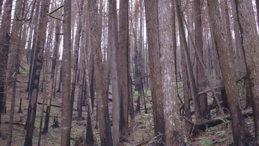 The forest is full of tall trees on the hills
