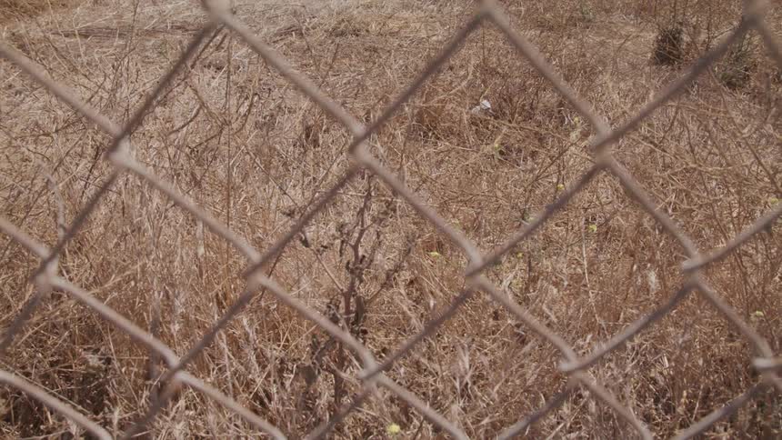Behind the fence is yellow dead grass