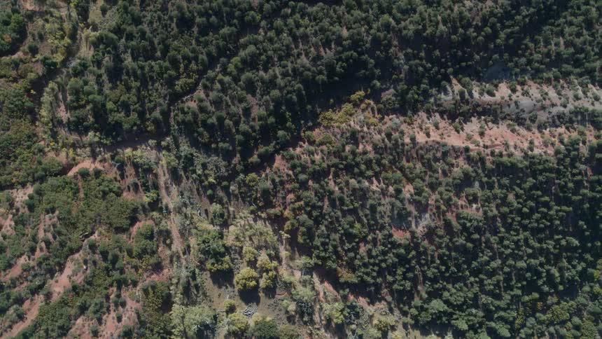 A forest viewed from above