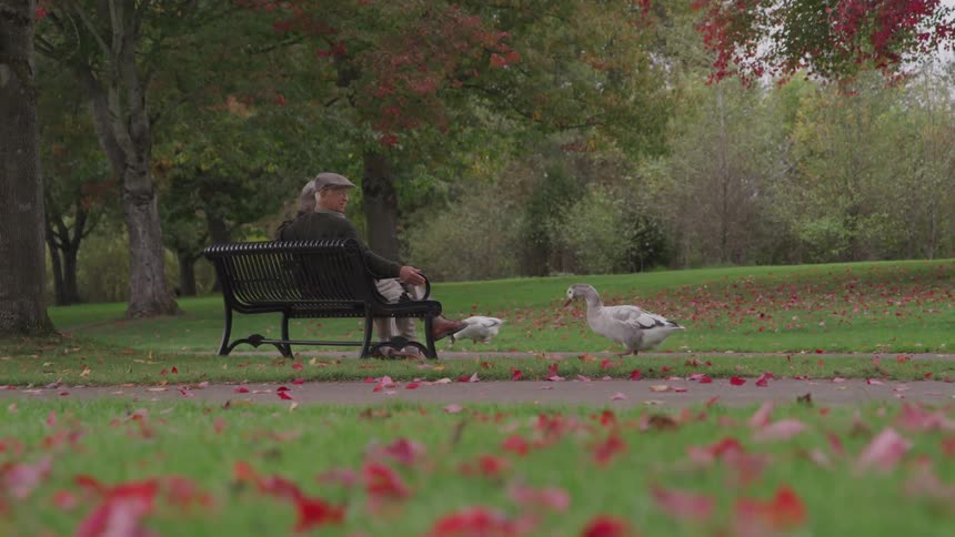 A man sitting on a bench in the park holds his hand out to a goose walking toward him
