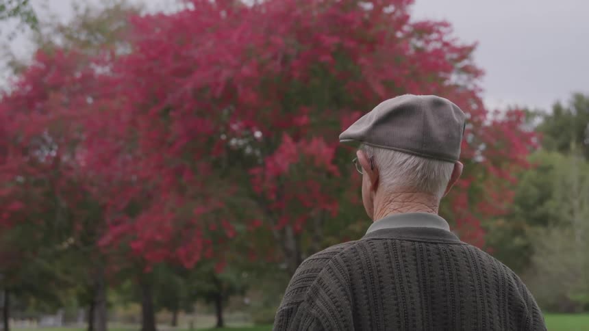 Old man standing on the green grass looks at the red tree in the public park