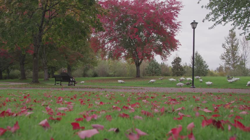 A man sitting alone on the park bench