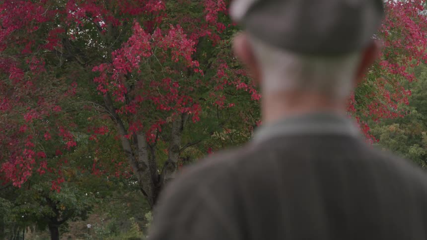 A elderly man looking up at a tree with magenta flowers