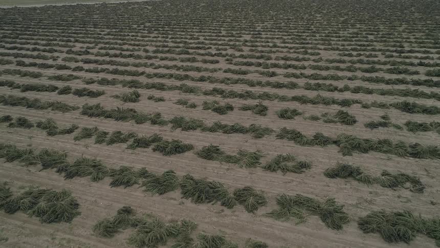 A scenery of a farm field