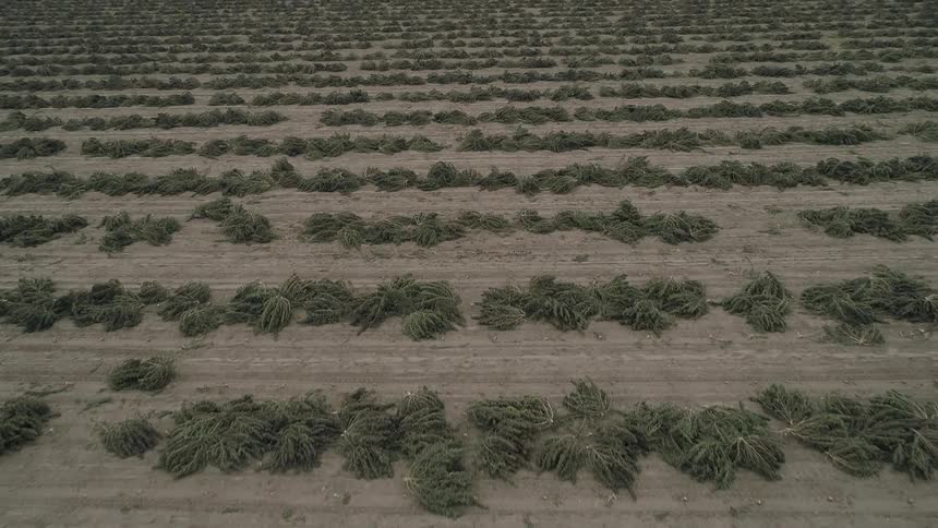 Rows of vegetation in a dirt field