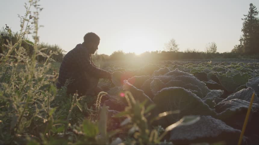 A man kneeling down picking cabbage with the sunset in the background