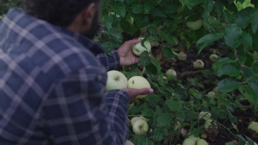 Man collects green apples from the tree in the garden
