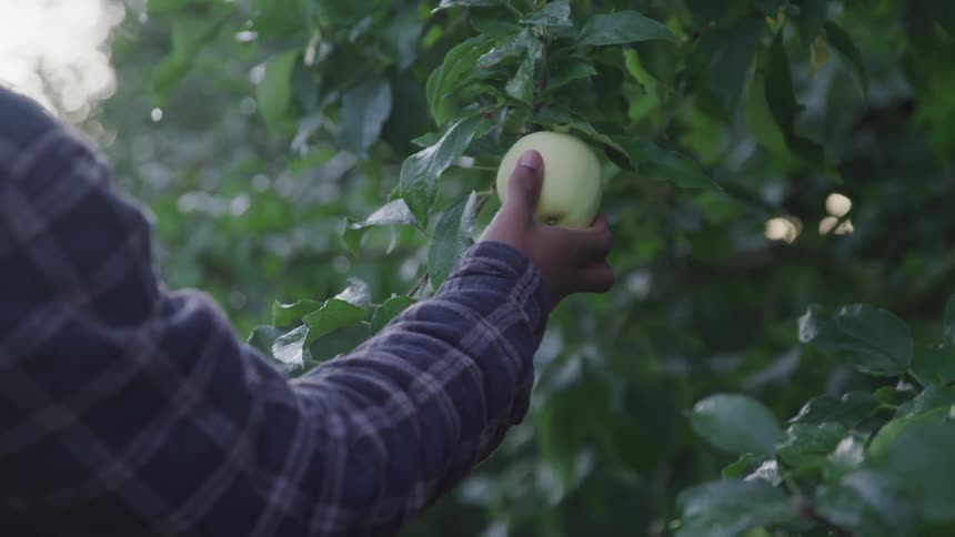 A black person reaching to take hold of an apple on a branch
