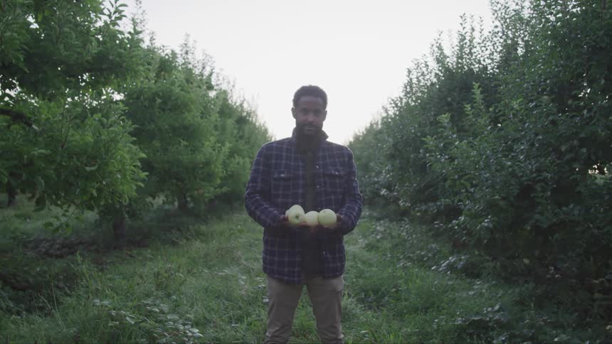 A black man holding apples on the farm field