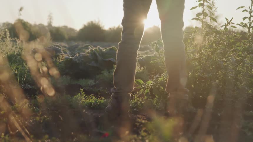 A person stands in the field surrounded by plants