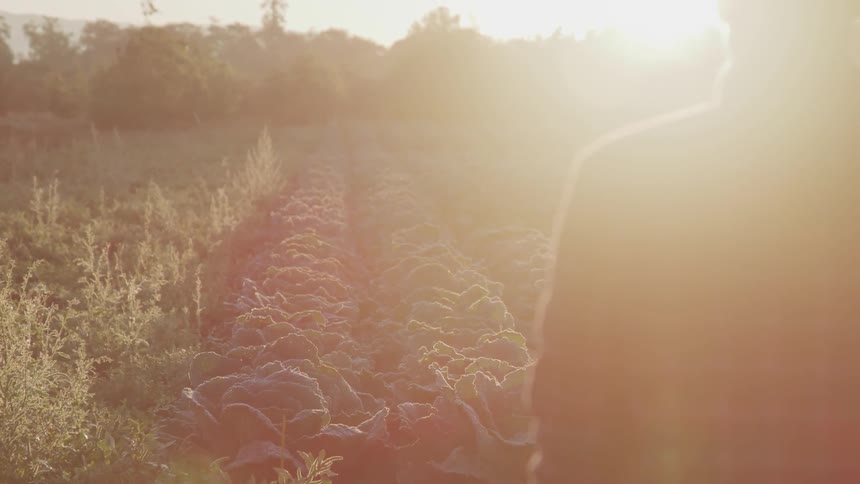 A woman stands looking over a field of vegetables