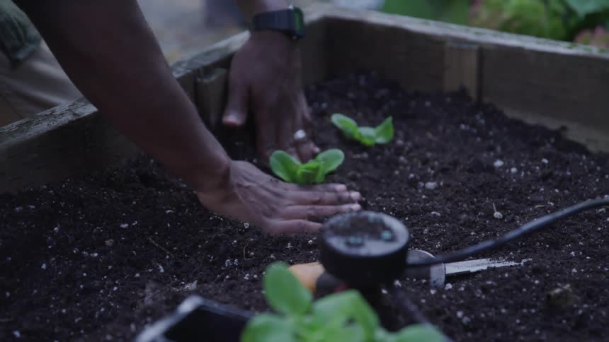 Male pats the dirt around a seedling planted in a wooden planter