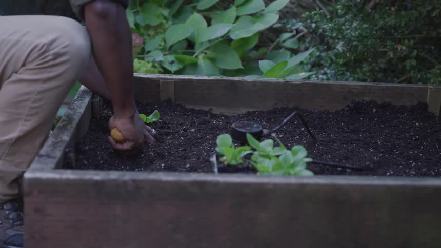 A man uses a garden trowel to dig in the dirt next to a plant