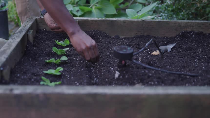 Man planting seeds in a box garden outdoors