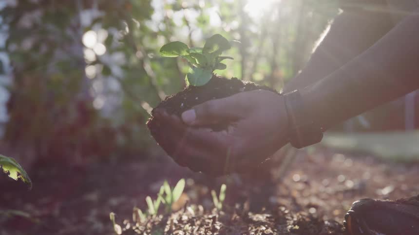 A person using both hands to hold a mound of soil with a sprout growing from the top