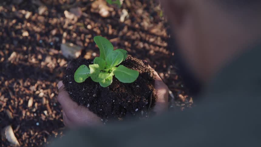 Man holding plant on dirt with his hands outdoors