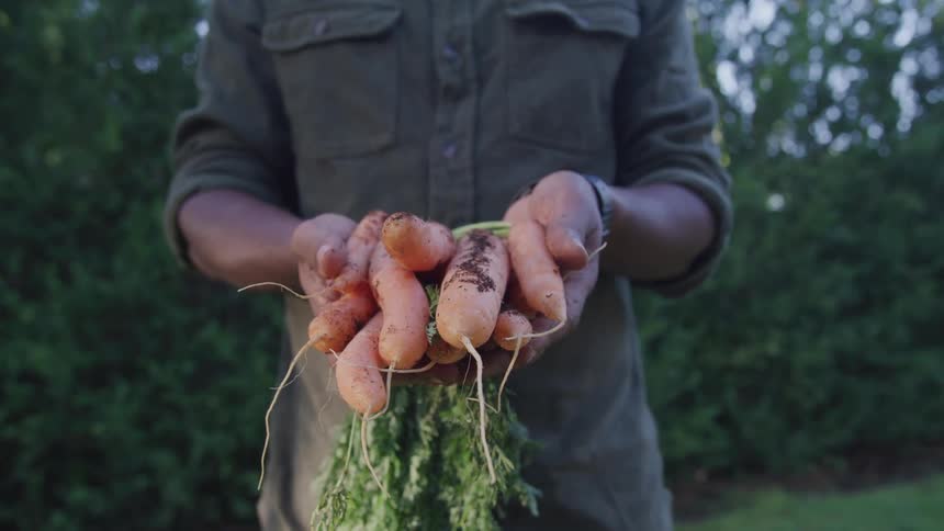 Person hold a bunch of carrots fresh from the soil