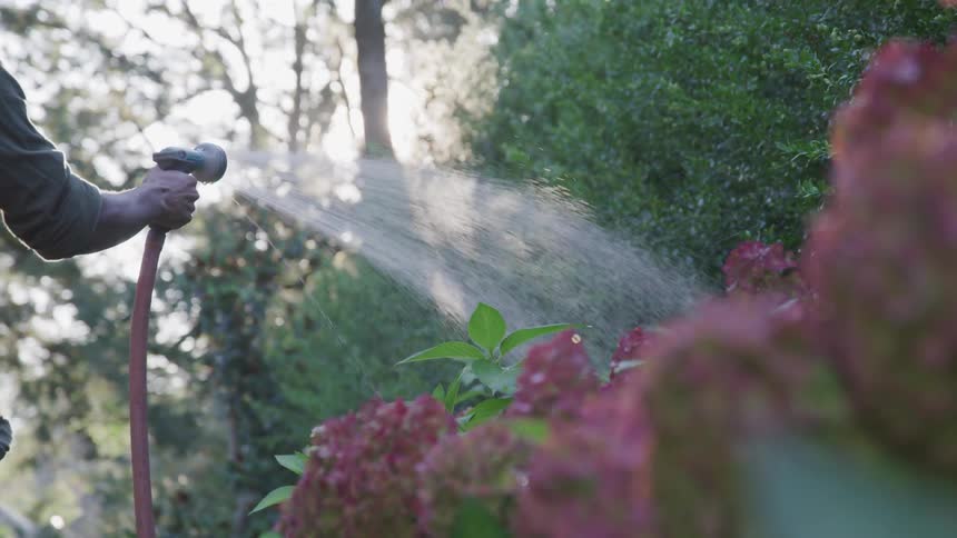 A person is watering the flowers in their garden