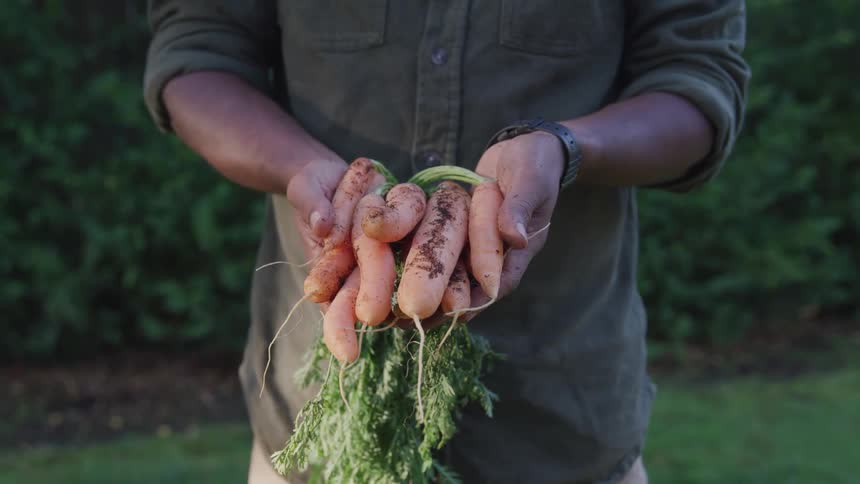 A person holding a bunch of freshly picked and dirty carrots