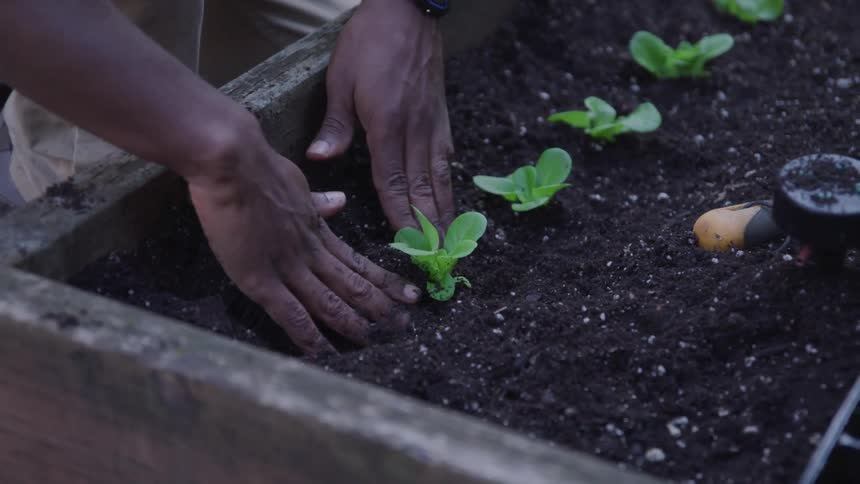 A man planting a plant on the plant box