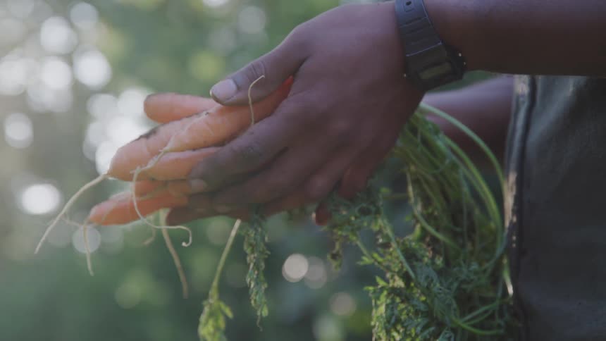A hand holding a carrot under the sun flare