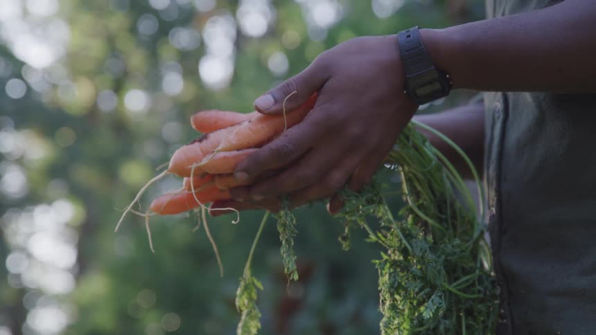 Gardeners hands holding carrots from the garden